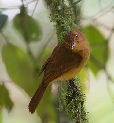 Rufous Mourner (Rhytipterna holerythra) photo image