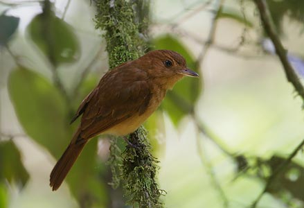Rufous Mourner (Rhytipterna holerythra) photo image