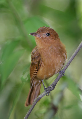 Rufous Mourner (Rhytipterna holerythra) photo image