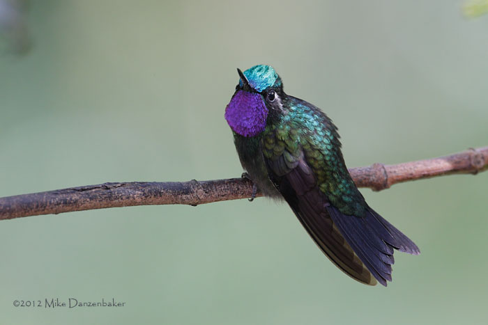 Purple-throated Mountaingem (Lampornis calolaemus) photo