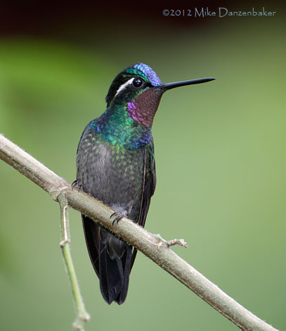 Purple-throated Mountaingem (Lampornis calolaemus) photo