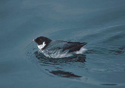 Ancient Murrelet (Synthliboramphus antiquus) photo image