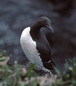 Common Murre (Uria aalge) photo image