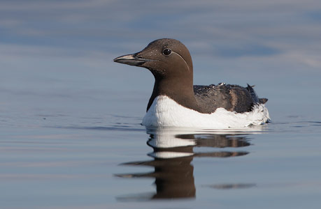 Common Murre (Uria aalge) photo image