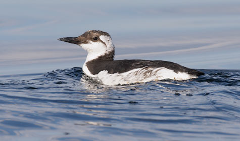 Common Murre (Uria aalge) photo image