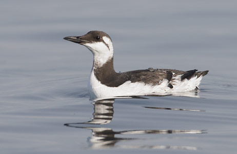 Common Murre (Uria aalge) photo image
