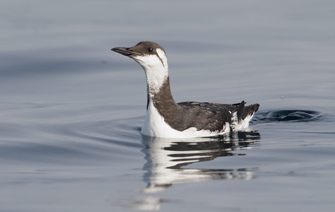 Common Murre (Uria aalge) photo image