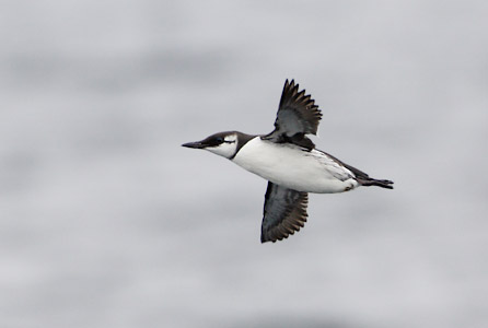 Common Murre (Uria aalge) photo image
