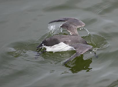 Common Murre (Uria aalge) photo image