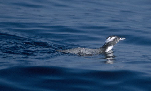 Japanese Murrelet (Synthliboramphus wumizusume) photo image