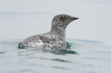 Kittlitz's Murrelet (Brachyramphus brevirostris) photo
