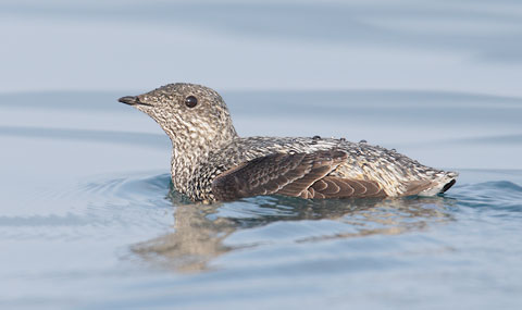 Kittlitz's Murrelet (Brachyramphus brevirostris) photo