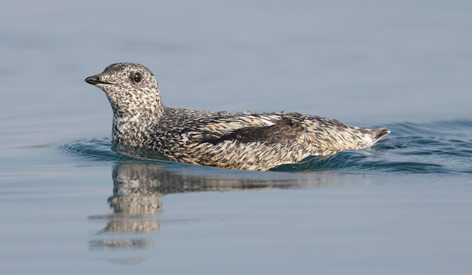 Kittlitz's Murrelet (Brachyramphus brevirostris) photo