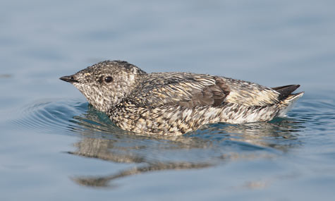 Kittlitz's Murrelet (Brachyramphus brevirostris) photo