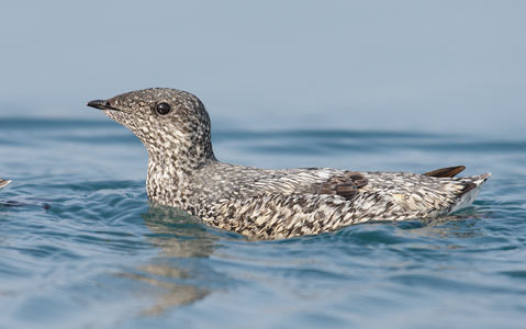Kittlitz's Murrelet (Brachyramphus brevirostris) photo