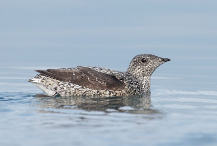 Kittlitz's Murrelet (Brachyramphus brevirostris) photo