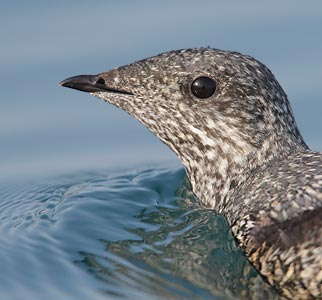 Kittlitz's Murrelet (Brachyramphus brevirostris) photo