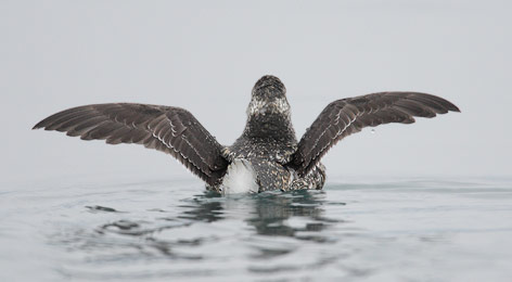 Kittlitz's Murrelet (Brachyramphus brevirostris) photo