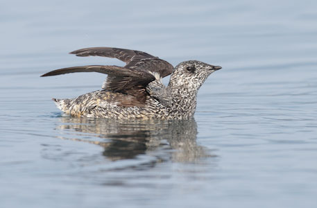 Kittlitz's Murrelet (Brachyramphus brevirostris) photo