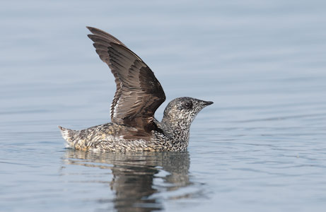 Kittlitz's Murrelet (Brachyramphus brevirostris) photo