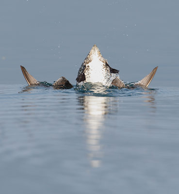 Kittlitz's Murrelet (Brachyramphus brevirostris) photo