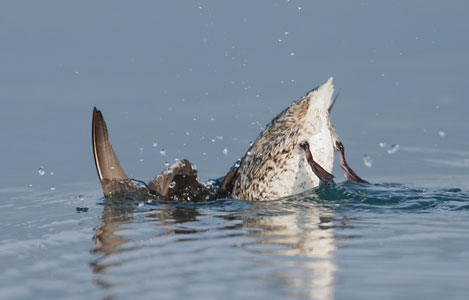 Kittlitz's Murrelet (Brachyramphus brevirostris) photo