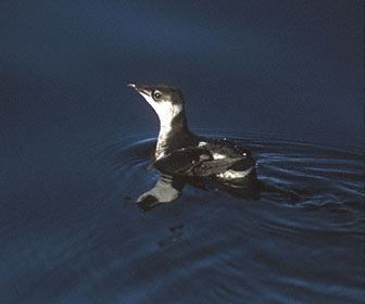 Marbled Murrelet (Brachyramphus marmoratus) photo image