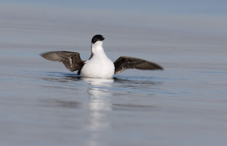 Marbled Murrelet (Brachyramphus marmoratus) photo