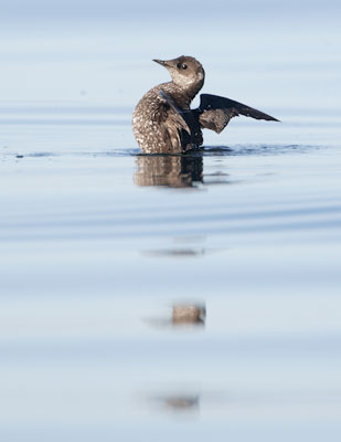 Marbled Murrelet (Brachyramphus marmoratus) photo