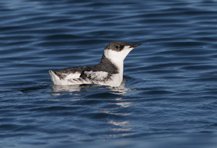Marbled Murrelet (Brachyramphus marmoratus) photo