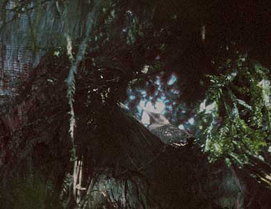 Marbled Murrelet (Brachyramphus marmoratus) photo image