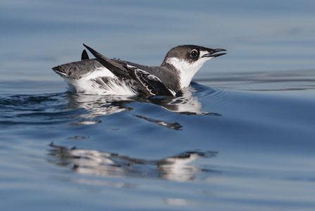 Marbled Murrelet (Brachyramphus marmoratus) photo