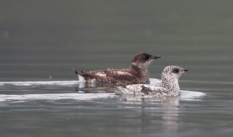 Marbled Murrelet (Brachyramphus marmoratus) photo image