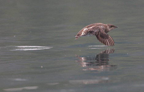 Marbled Murrelet (Brachyramphus marmoratus) photo