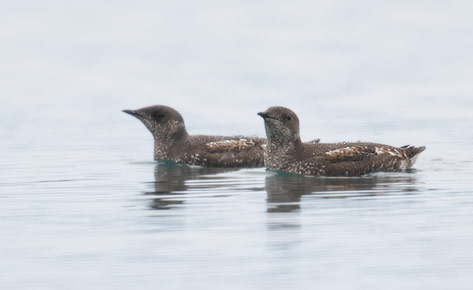 Marbled Murrelet (Brachyramphus marmoratus) photo