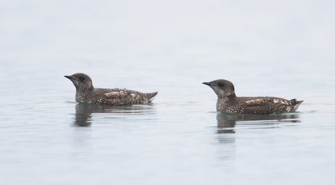 Marbled Murrelet (Brachyramphus marmoratus) photo