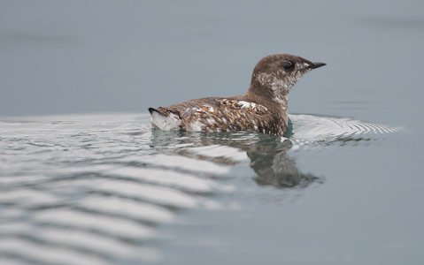 Marbled Murrelet (Brachyramphus marmoratus) photo