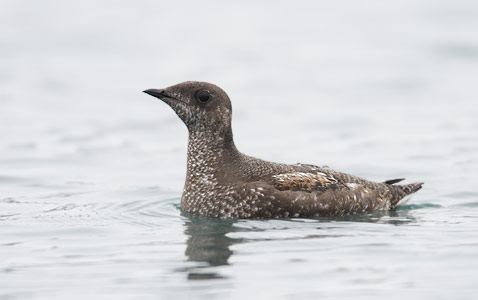 Marbled Murrelet (Brachyramphus marmoratus) photo