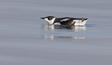 Marbled Murrelet (Brachyramphus marmoratus) photo