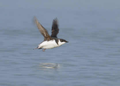Marbled Murrelet (Brachyramphus marmoratus) photo