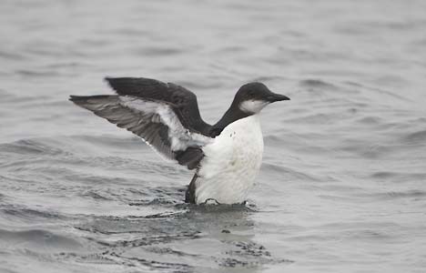 Thick-billed Murre (Uria lomvia) photo image