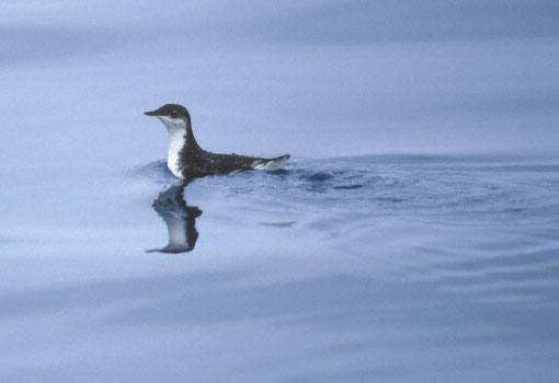 Scripps's Murrelet (Synthliboramphus scrippsi) photo image