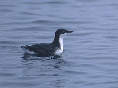 Scripps's Murrelet (Synthliboramphus scrippsi) photo image