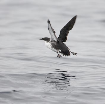 Scripps's Murrelet (Synthliboramphus scrippsi) photo