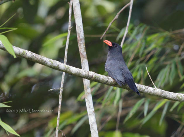Black-fronted Nunbird (Monasa nigrifrons) photo