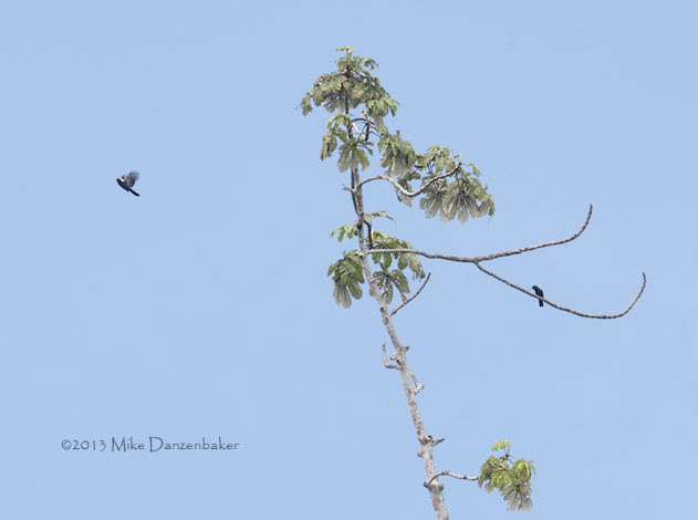 Yellow-billed Nunbird (Monasa flavirostris) photo image