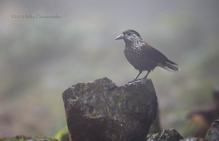 Spotted Nutcracker (Nucifraga caryocatactes) photo image