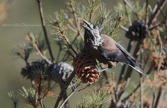 Spotted Nutcracker (Nucifraga caryocatactes) photo image