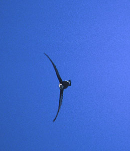 White-throated Needletail (Hirundapus caudacutus) photo image