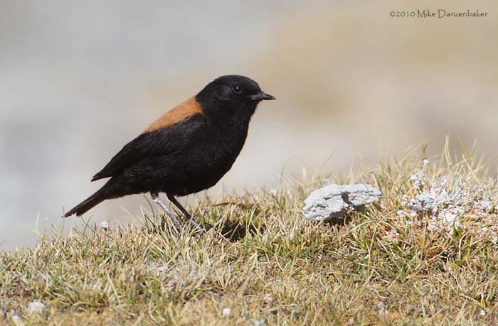 Andean Negrito (Lessonia oreas) photo